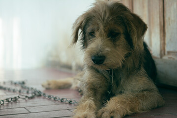 Dog was punished lies down on the ground and looking sad, Brown ferocious dog chained, Close-up of tied dog. 