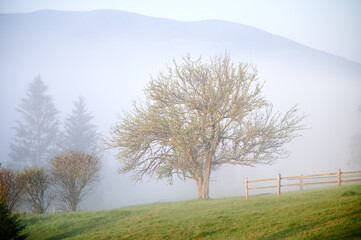 Lone tree stands majestically in grassy field, partially shrouded in morning mist. Soft fog creates serene and ethereal atmosphere, with wooden fence and distant trees barely visible in background.