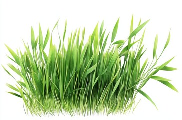 Naklejka premium Plant illustration of wheatgrass (Hierochloe) in PNG.