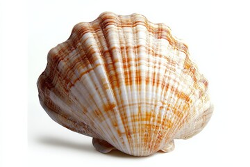 Obraz premium High-quality PNG of a seashell, representing invertebrate marine life and seafood.