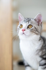 Cute baby cat in the house, Silver Tabby Scottish Fold Cat