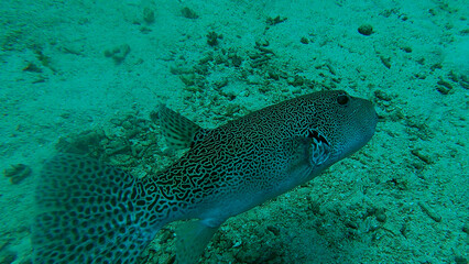 Arothron stellatus is a species of tropical ray-finned fish from the pufferfish family, the largest fish in the family.