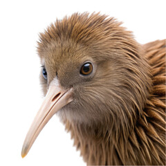 Fototapeta premium Kiwi Bird portrait isolated on transparent background