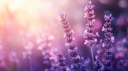 Naklejka premium A serene lavender field bathed in soft sunlight, showcasing delicate purple flowers and a dreamy, calming atmosphere.