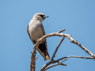 Black-faced Woodswallow - Artamus cinereus in Australia