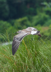 Fototapeta premium Pallas's Gull in flight. Pallas's gull (Ichthyaetus ichthyaetus ), also known as the great black-headed gull, is a large bird species.