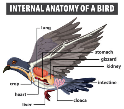 Internal Anatomy of a Bird