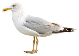Obraz premium PNG Seagull isolated white background