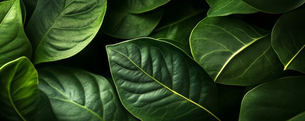 Close-up of lush green leaves with intricate patterns, nature and freshness concept