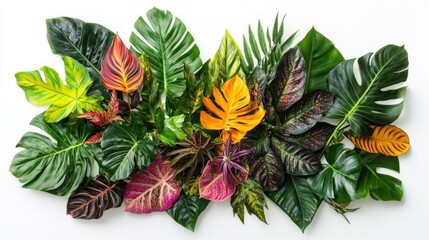 Colorful Tropical Leaves Arranged on White Background