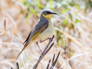 Grey-headed Honeyeater - Ptilotula keartlandi in Australia