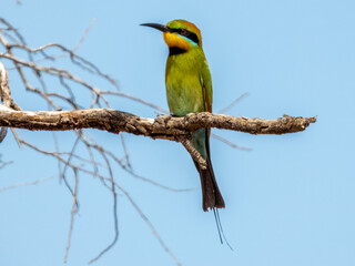 Rainbow Bee-eater - Merops ornatus in Australia