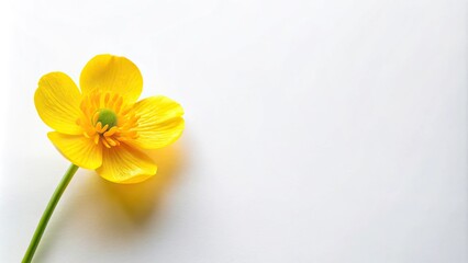 Obraz premium Tilted angle yellow buttercup corner border on large white background
