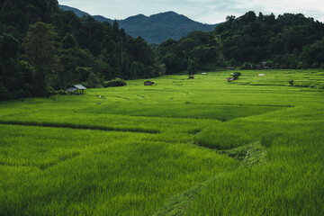 Fototapeta premium Aerial view of the rice fields,High angle view of rice fields in the rainy season