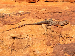 Slater's Ring-tailed Dragon (Ctenophorus slateri) in Northern Territory