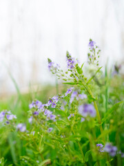 オオカワヂシャ