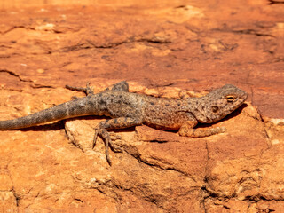 Slater's Ring-tailed Dragon (Ctenophorus slateri) in Northern Territory