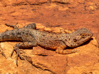 Slater's Ring-tailed Dragon (Ctenophorus slateri) in Northern Territory