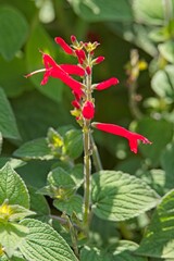 Closeup of iris sibirica, commonly known as Siberian iris or Siberian flag, is a species of flowering plant in the family iridaceae.