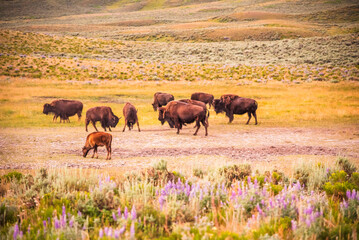 A herd of bison grazing in Yellowstone during a serene evening. © Cavan