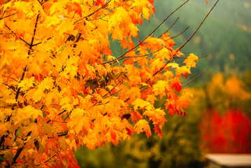 ibrant close-up of autumn leaves in rich golden and orange hues