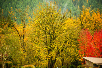 Fototapeta premium Golden and red autumn trees with a rustic barn against a hillside.