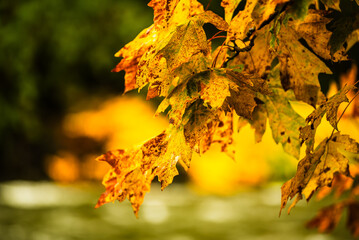 Golden autumn leaves with soft-focus background in natural light.