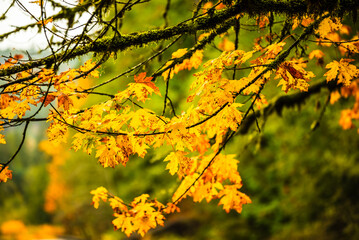 Close-up of yellow autumn leaves on mossy branches