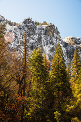 Sunlit trees against a backdrop of snow-covered mountains in Yosemite