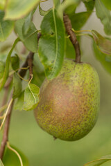 Close up of a pear on a tree