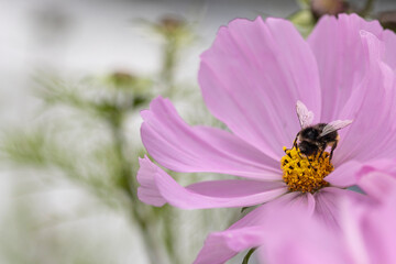 Close up for Pink flower with bubble bee