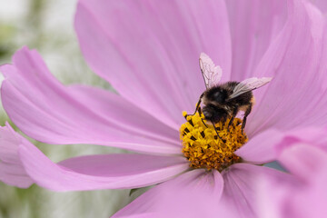 Close up of Pink flower with a bumblebee gathering nectar.