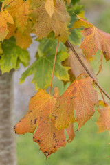 Leaves on a tree turning orange for autumn