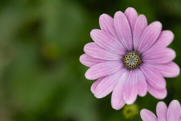 Close up of a Pink Flower