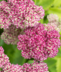 Fototapeta premium Dark pink sedum flower blooming in Autumn