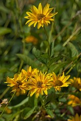 Closeup of heliopsis helianthoides, known as false sunflower, rough oxeye or smooth oxeye, is a species of flowering plant in the family asteraceae.