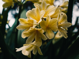 Fototapeta premium Clivia flower