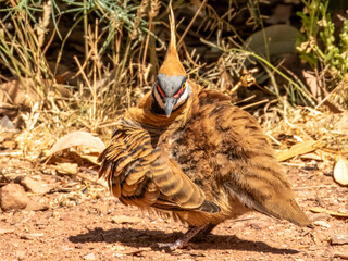 Spinifex Pigeon - Geophaps plumifera in Australia