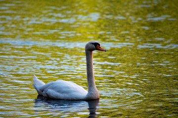 Schwan auf einem spiegelnden See