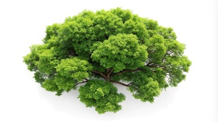 Obraz premium Tree isolated on white background clipping path high angle