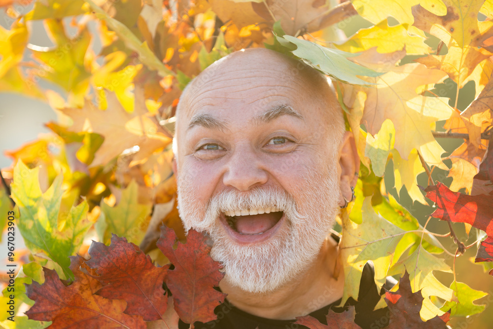 Wall mural senior outdoor portrait in red and yellow leaves in autumn park. autumn and mood. mature man in autu