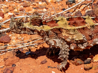 Wild Thorny Devil (Moloch horridus) in Northern Territory