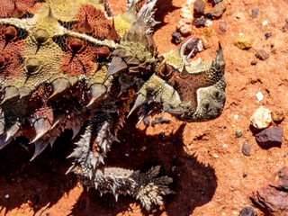 Wild Thorny Devil (Moloch horridus) in Northern Territory