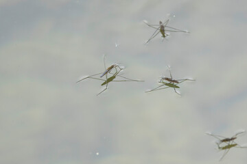 Water strider Gerris lacustris on the surface of a pond in central France