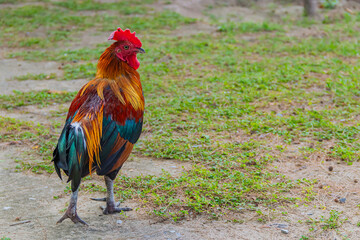Close up rooster or bantam on nature background.