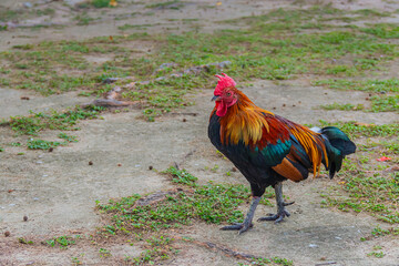 Close up rooster or bantam on nature background.