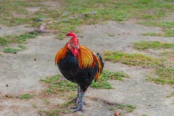 Close up rooster or bantam on nature background.
