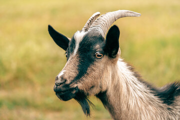 goat's head with distinct markings grazing in a sunny pasture during the day