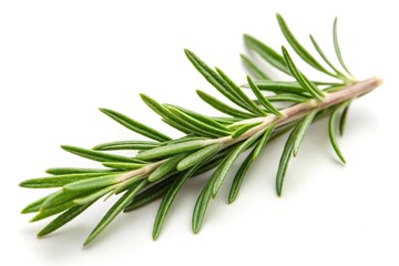 Fototapeta premium Twig of rosemary isolated on white background Macro