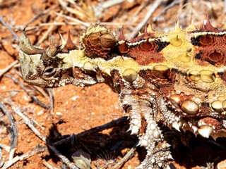 Wild Thorny Devil (Moloch horridus) in Northern Territory